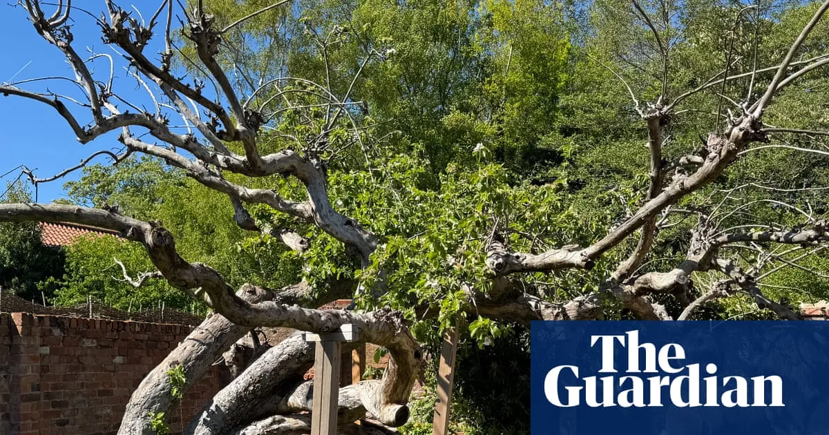 ‘It’s a special tree’: campaign to save mother of beloved bramley apple for nation