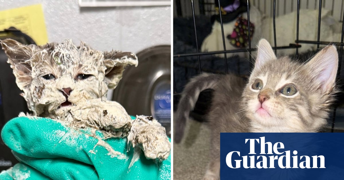 Stuck on you: kitten rescued from bucket of glue bonds with foster parent