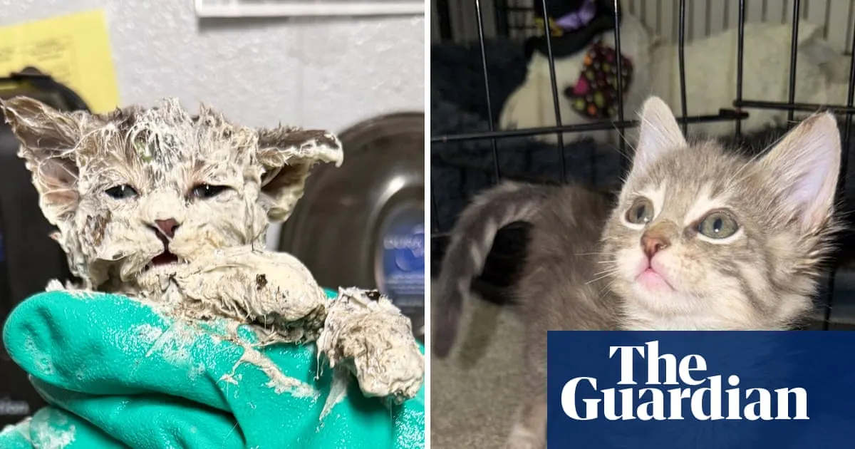Stuck on you: kitten rescued from bucket of glue bonds with foster parent