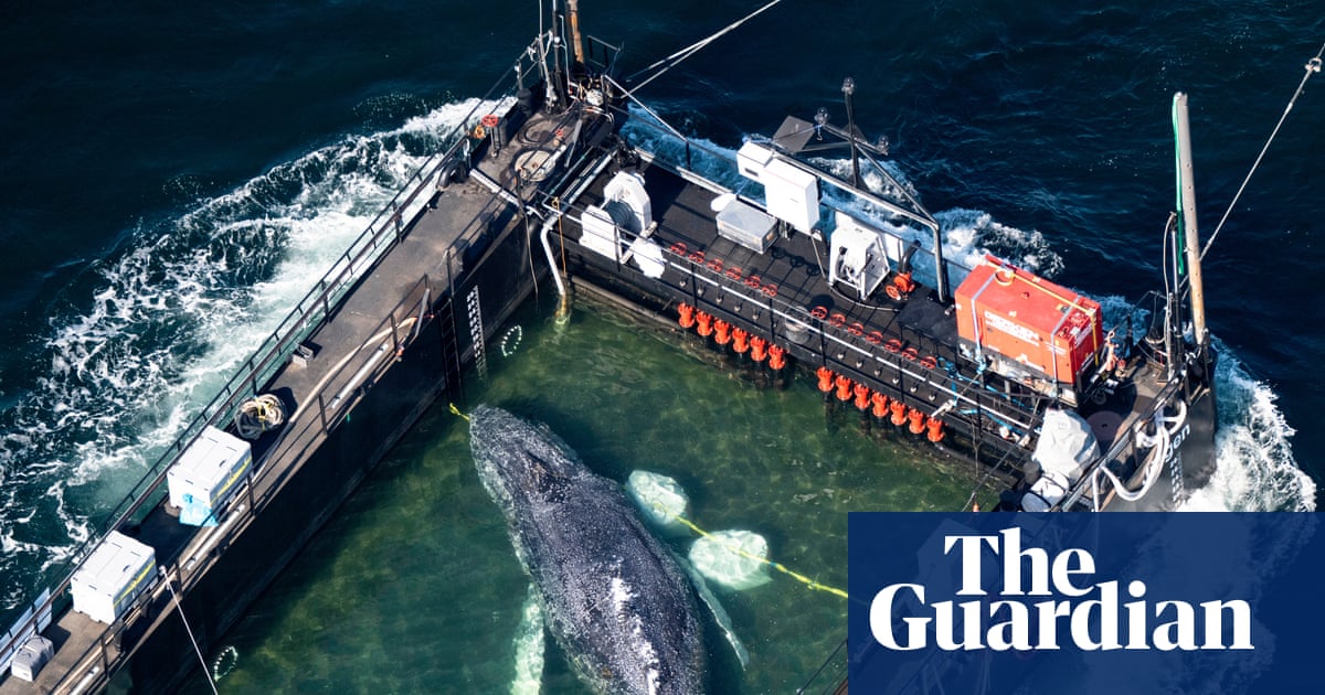 Rescue of Timmy the whale ‘an all-round catastrophe’ after tracker failure