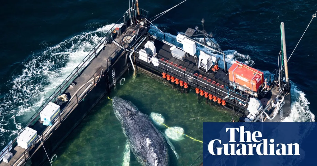 Rescue of Timmy the whale ‘an all-round catastrophe’ after tracker failure