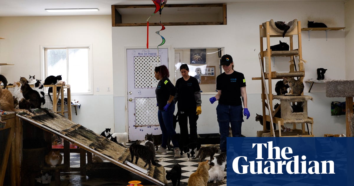Hundreds of animals rescued from ‘appalling’ conditions at California sanctuary