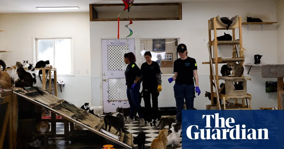 Hundreds of animals rescued from ‘appalling’ conditions at California sanctuary