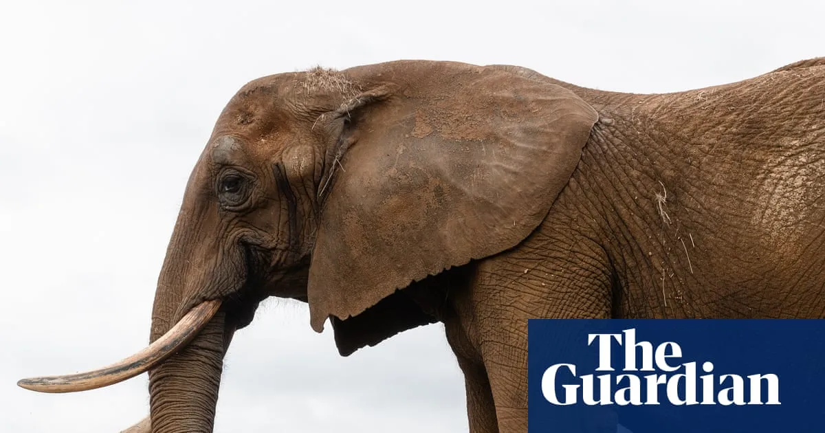 Rewilding giants: captive elephants rehomed in Europe’s first sanctuary