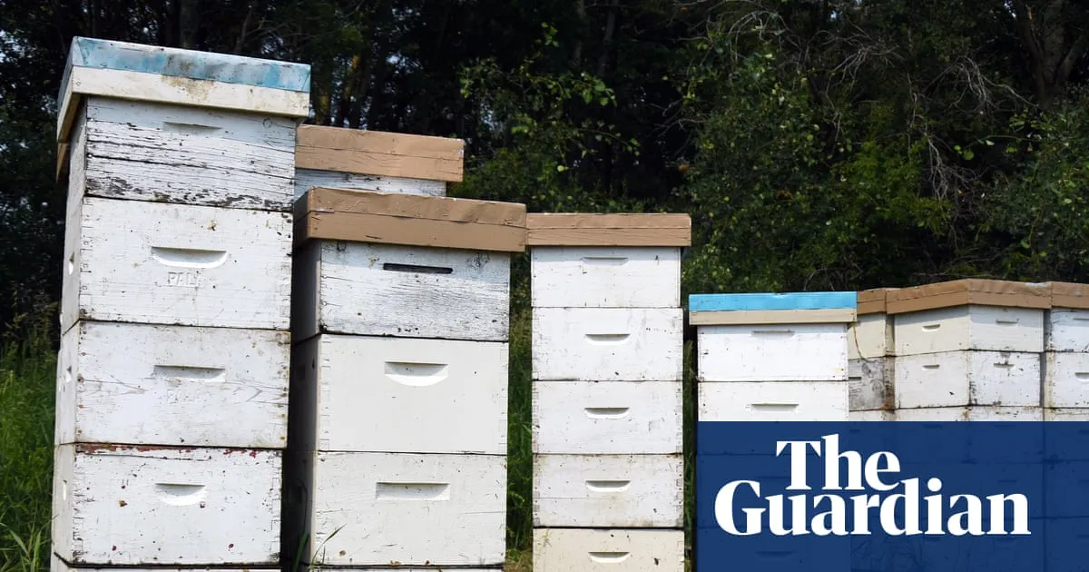 Police search for thieves who allegedly stole $150,000 worth of beehives from rural NSW property