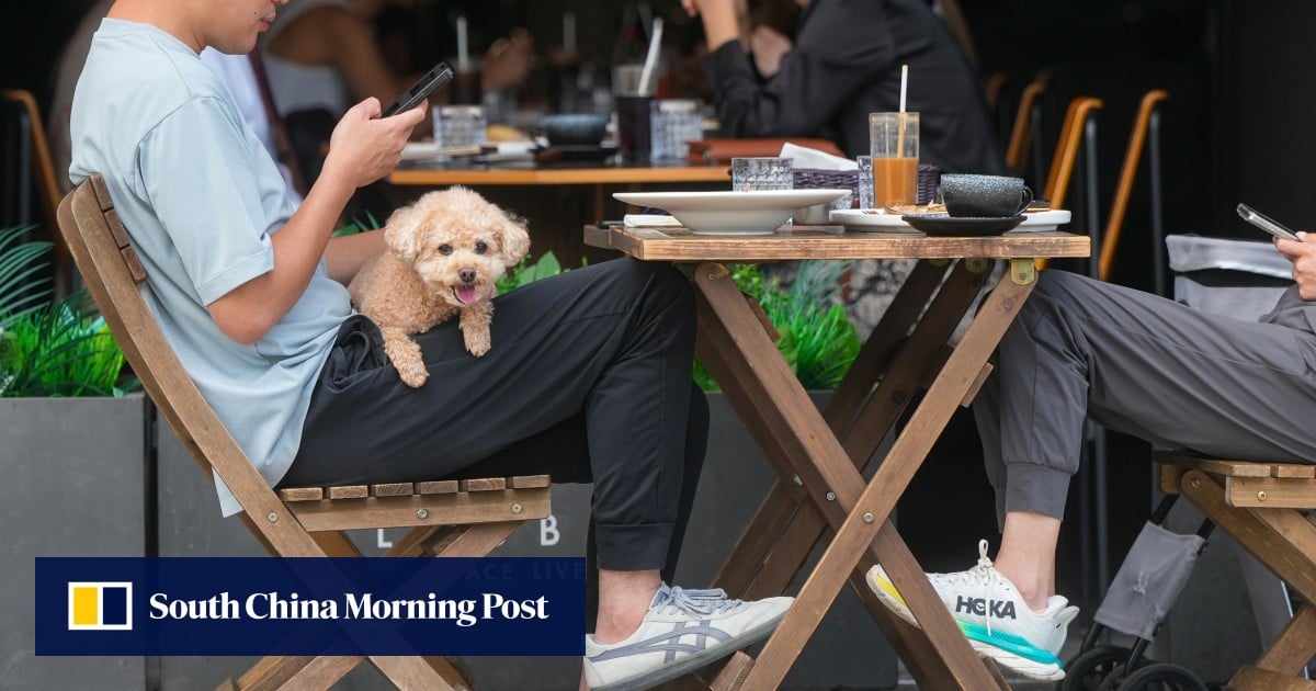 Hong Kong restaurants can apply from May 18 to become dog-friendly venues