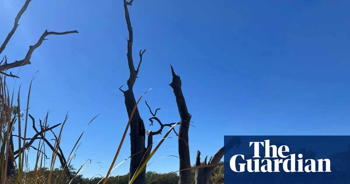 Water flows to parched NSW wetlands could be turned back on within weeks as drought fears loom