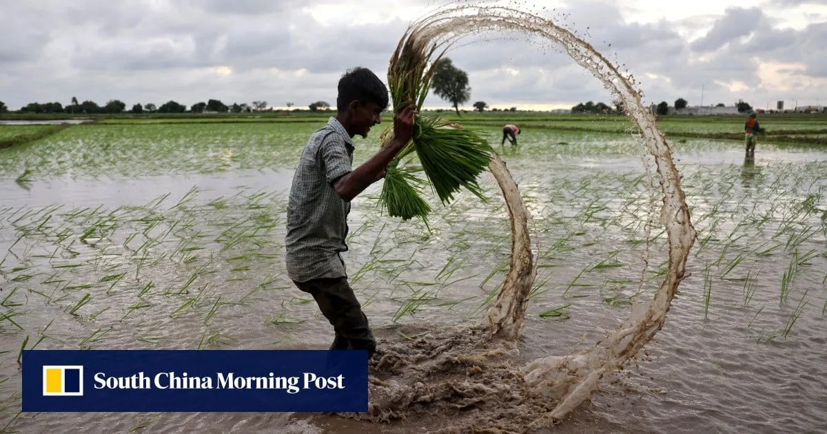 Can India’s rice farmers reap from US$30 million Amazon carbon credit deal?
