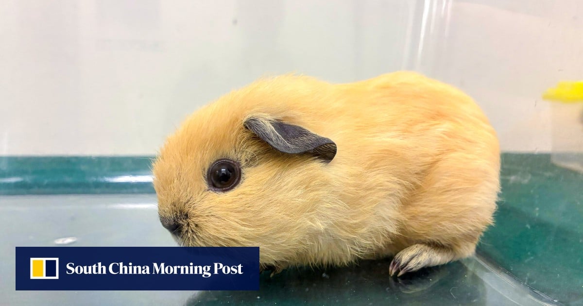 Hong Kong woman arrested for smuggling seven animals at border checkpoint