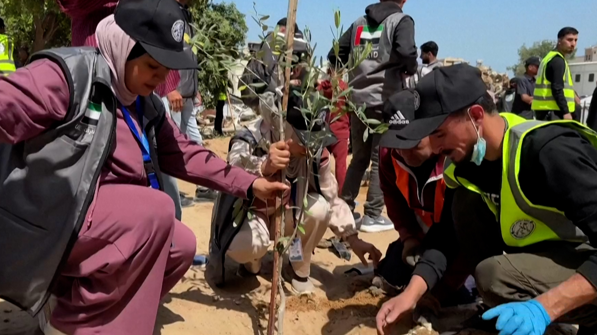 Gaza volunteers plant olive trees at devastated al-Shifa Hospital