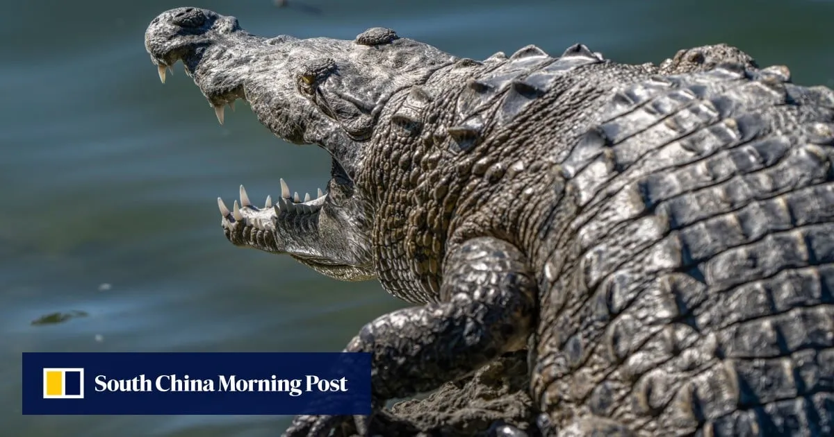 Inspired by crocodile scales, Chinese armour tech said to deflect projectiles