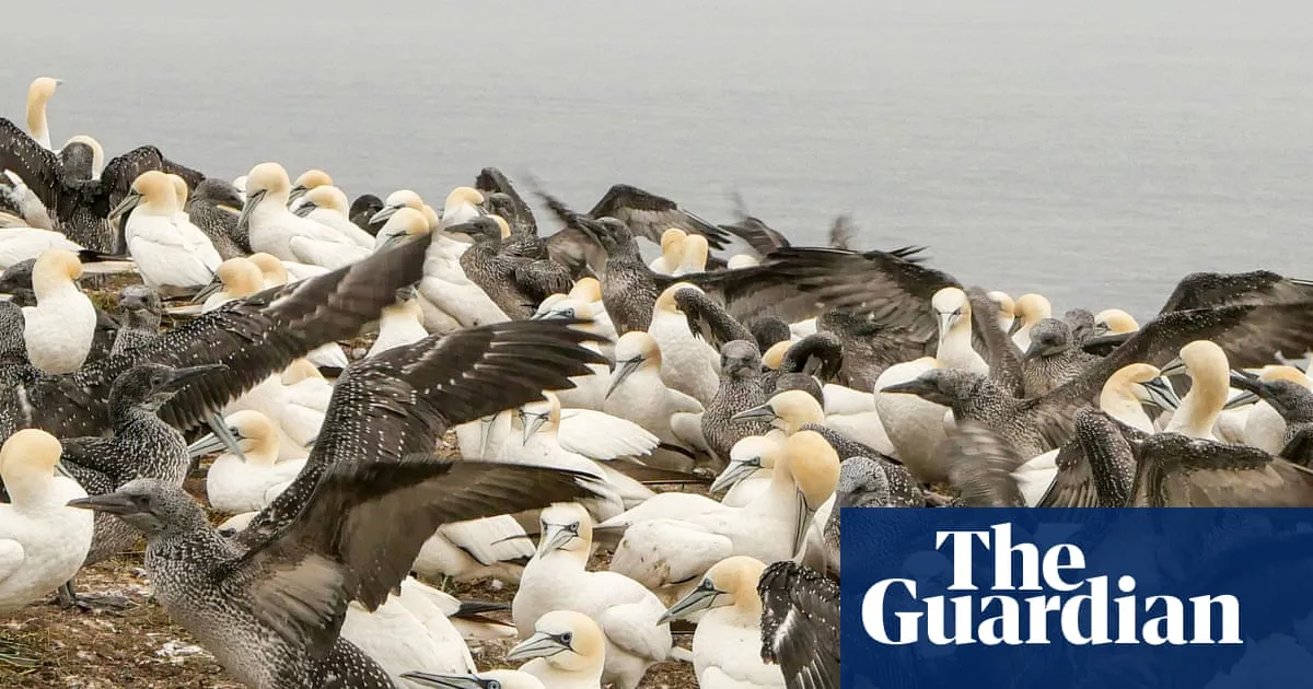 Sharp drop in ‘forever chemicals’ in seabird eggs hailed as win for regulation