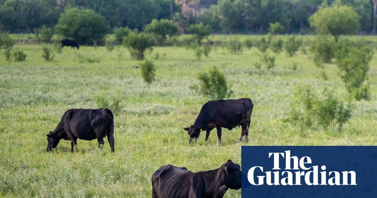 Advocates decry Trump’s plan to open 24m acres of federal lands to cattle grazing