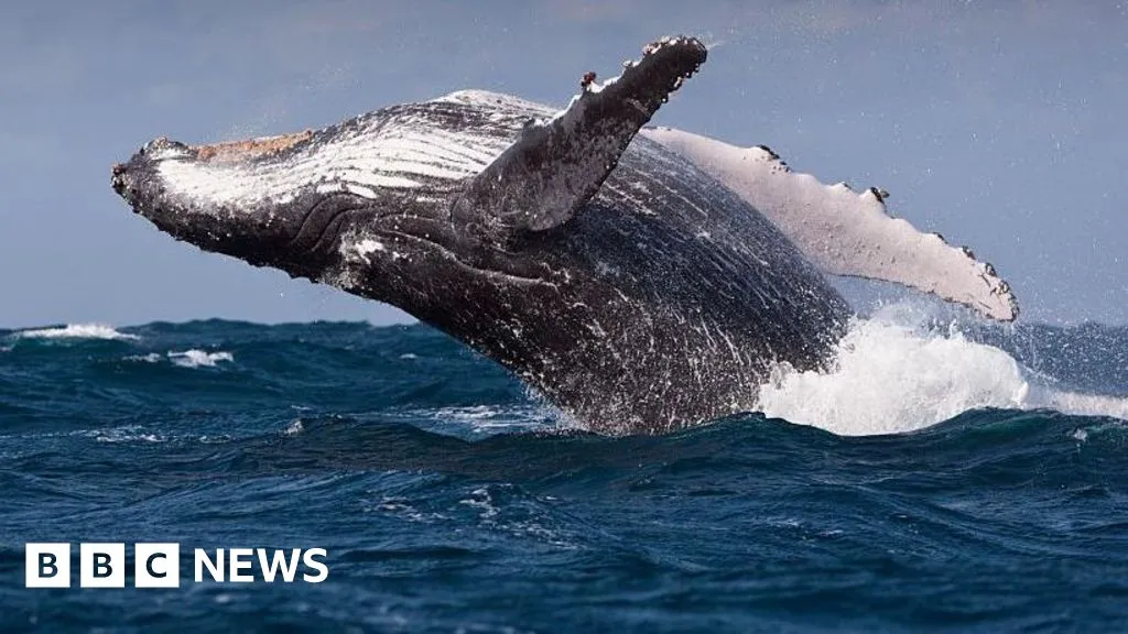 Whales could be harmed by diverted ships avoiding Middle East, scientists warn