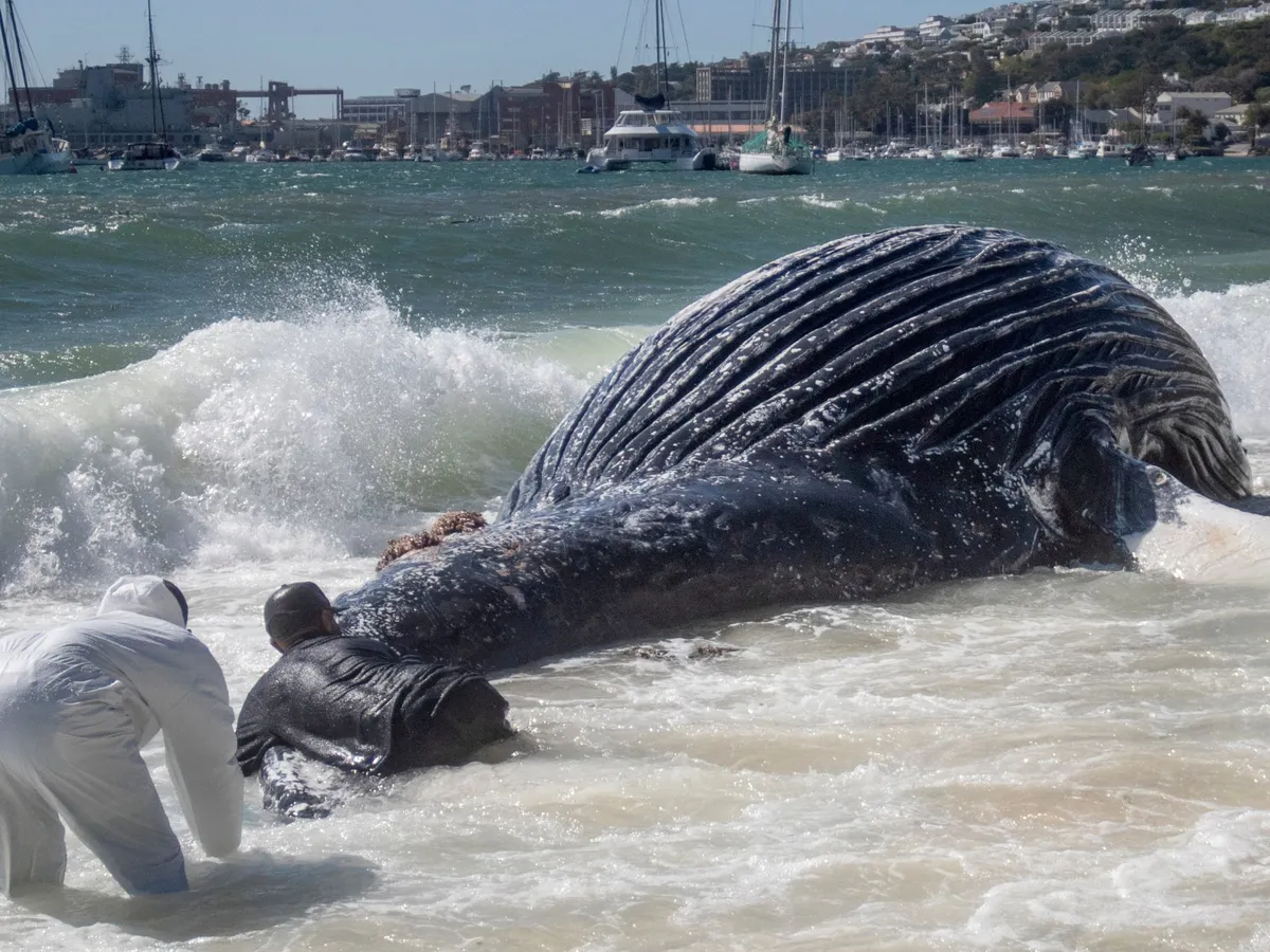 Why the Iran war is threatening whales near South Africa