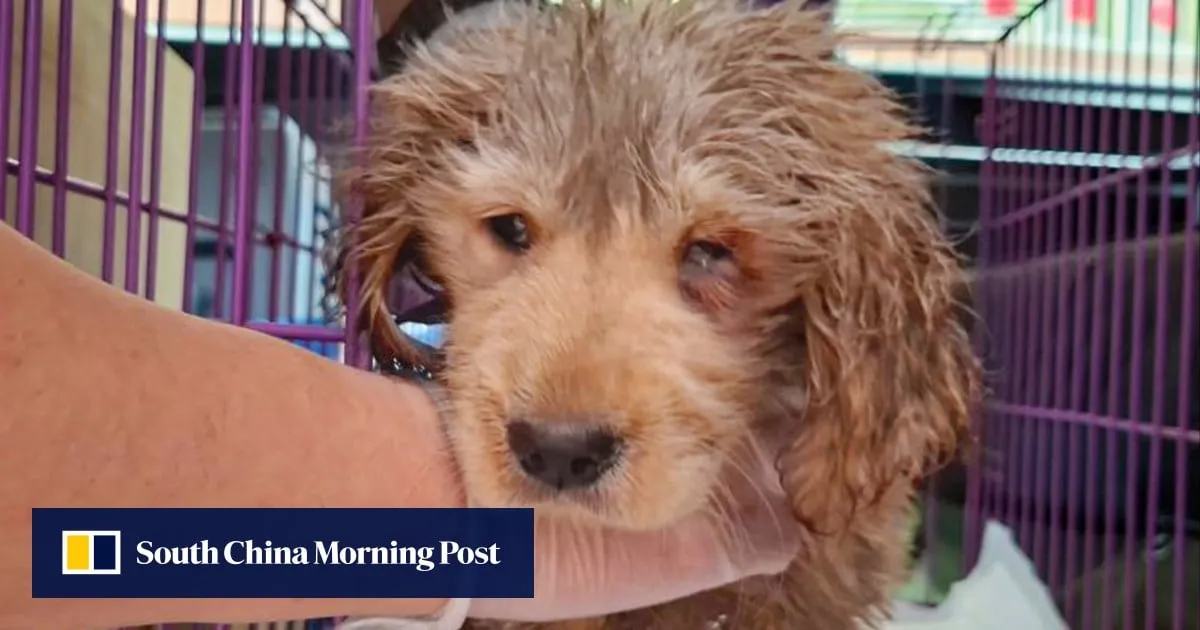 Hong Kong police arrest 2 women after sewage-soaked puppy found in bin, put down