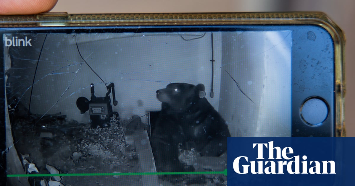 Bears under California homes go from one-off to trend