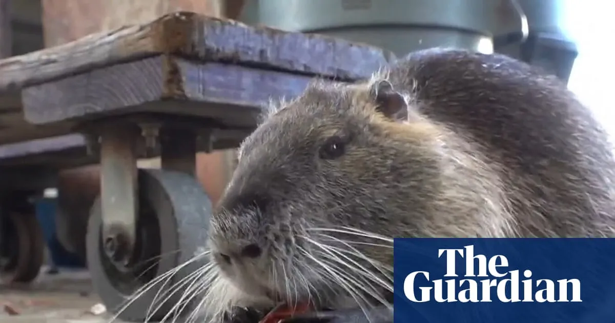 Neuty the nutria, viral pet rodent whose family fought a state to keep him, dies of cancer
