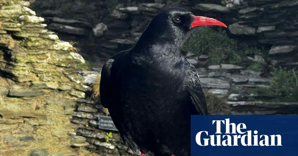 Choughs reappear at Tintagel Castle in Cornwall after decades of absence