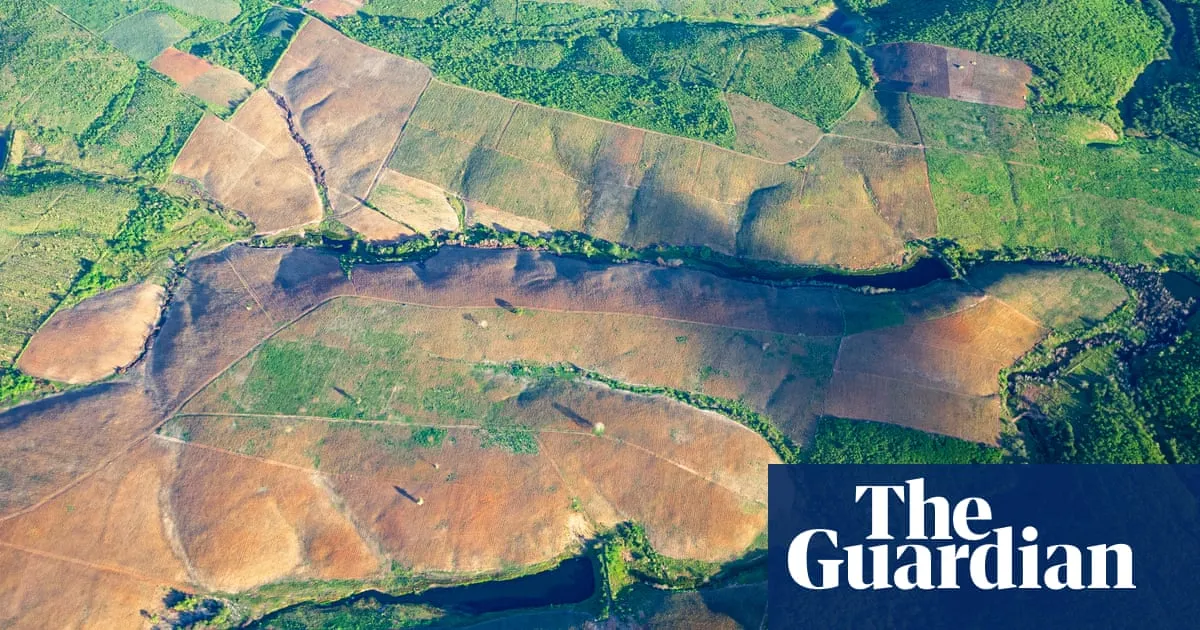 Brazil’s Atlantic forest records lowest deforestation in 40 years