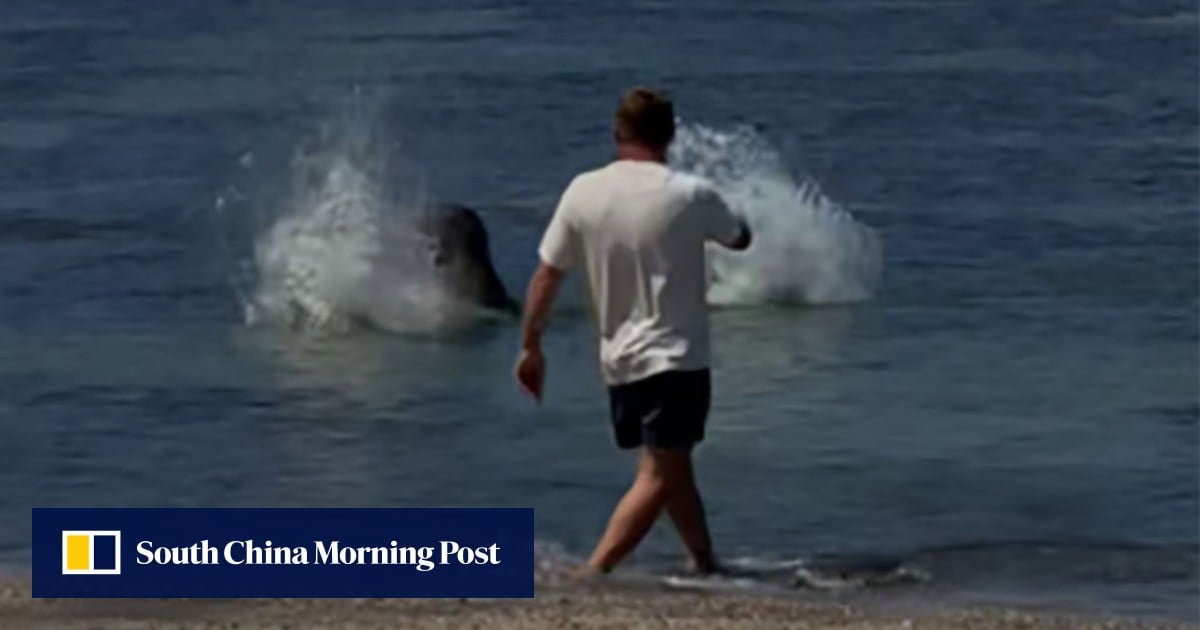 US tourist arrested for allegedly throwing rock at endangered Hawaiian monk seal