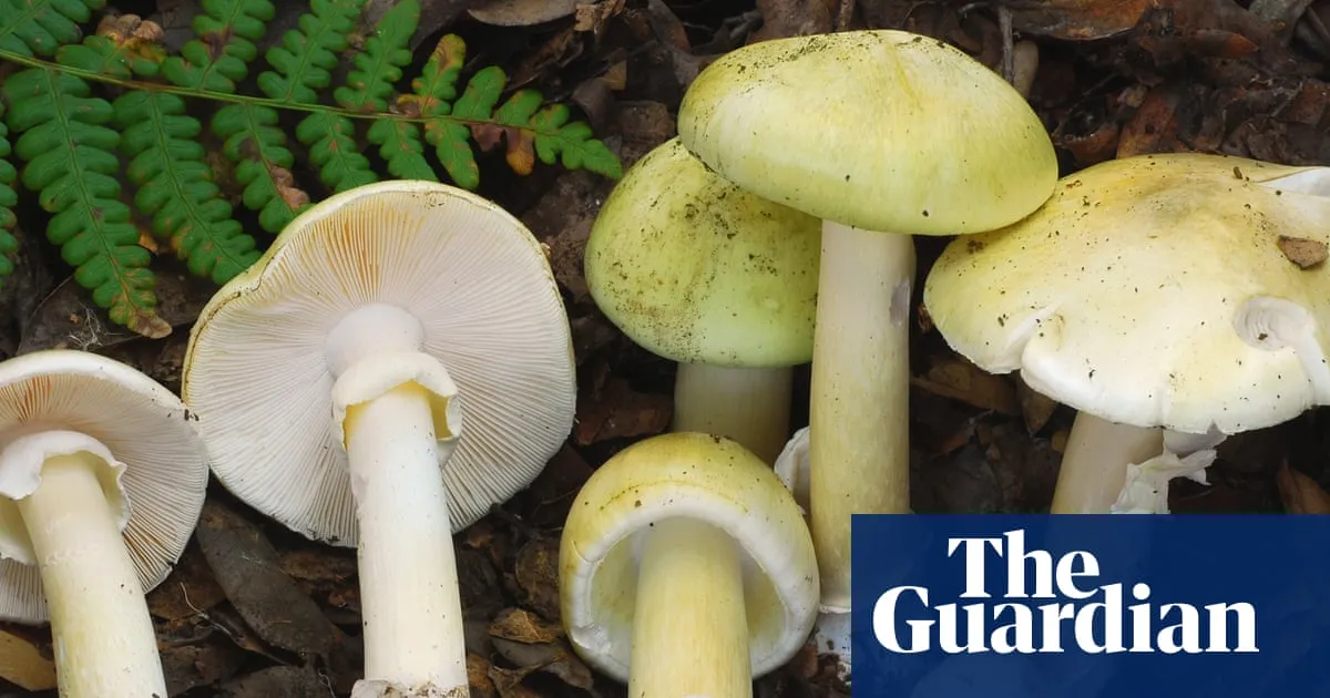 Three more people sick in California amid ‘unprecedented outbreak’ due to toxic mushrooms
