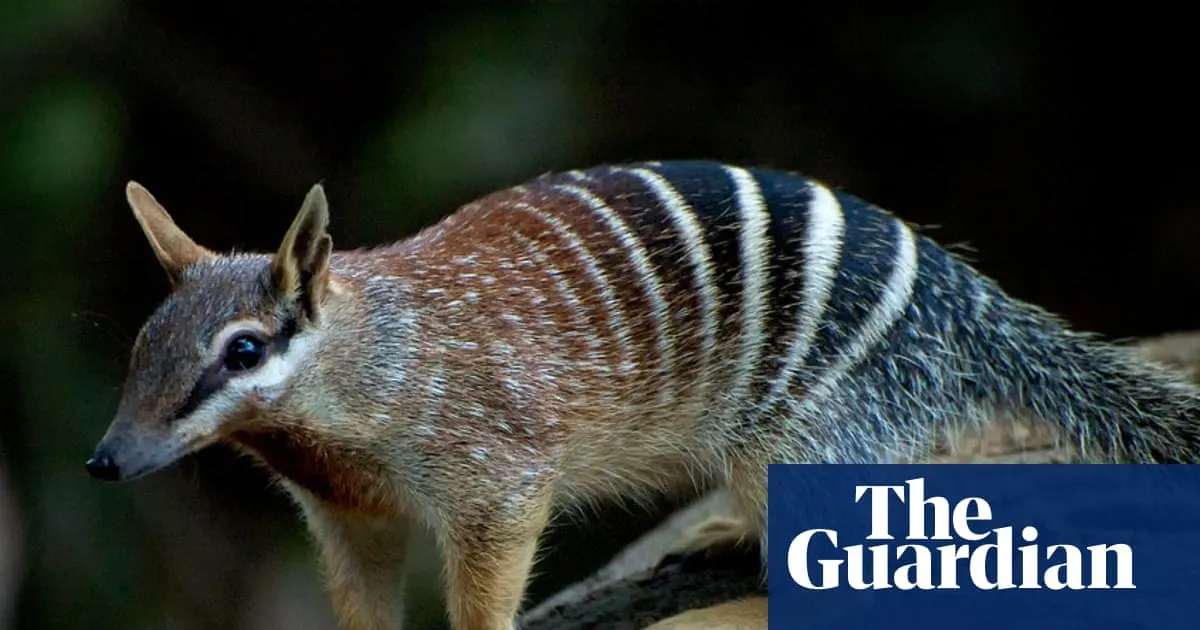 US miner under further investigation after destroying WA habitat of black cockatoos, quokkas and numbats