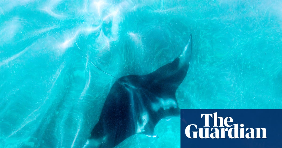 Florida tightens rules on capturing giant manta rays but stops short of full ban