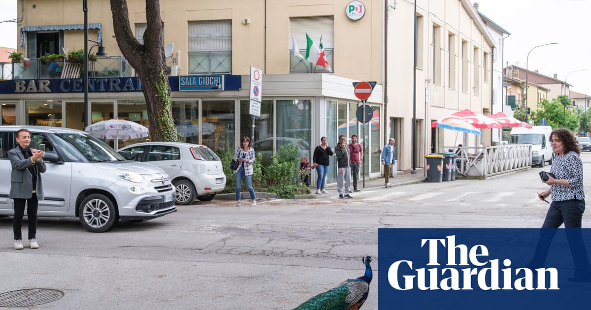 Peacock ‘invasion’ of Italian seaside town ruffles feathers