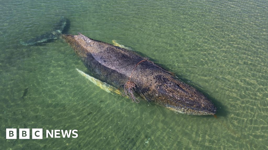 Whale found dead near Danish island after German rescue operation