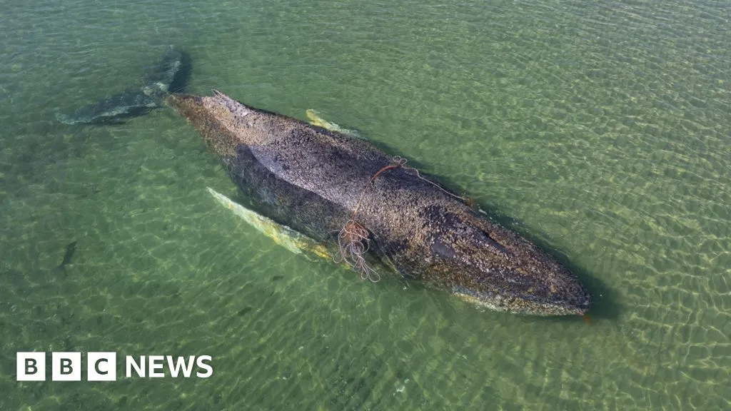 Whale found dead near Danish island after German rescue operation