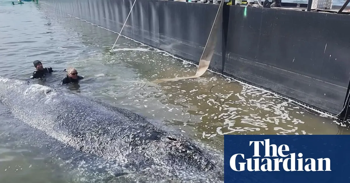 Timmy the whale confirmed dead by Danish authorities