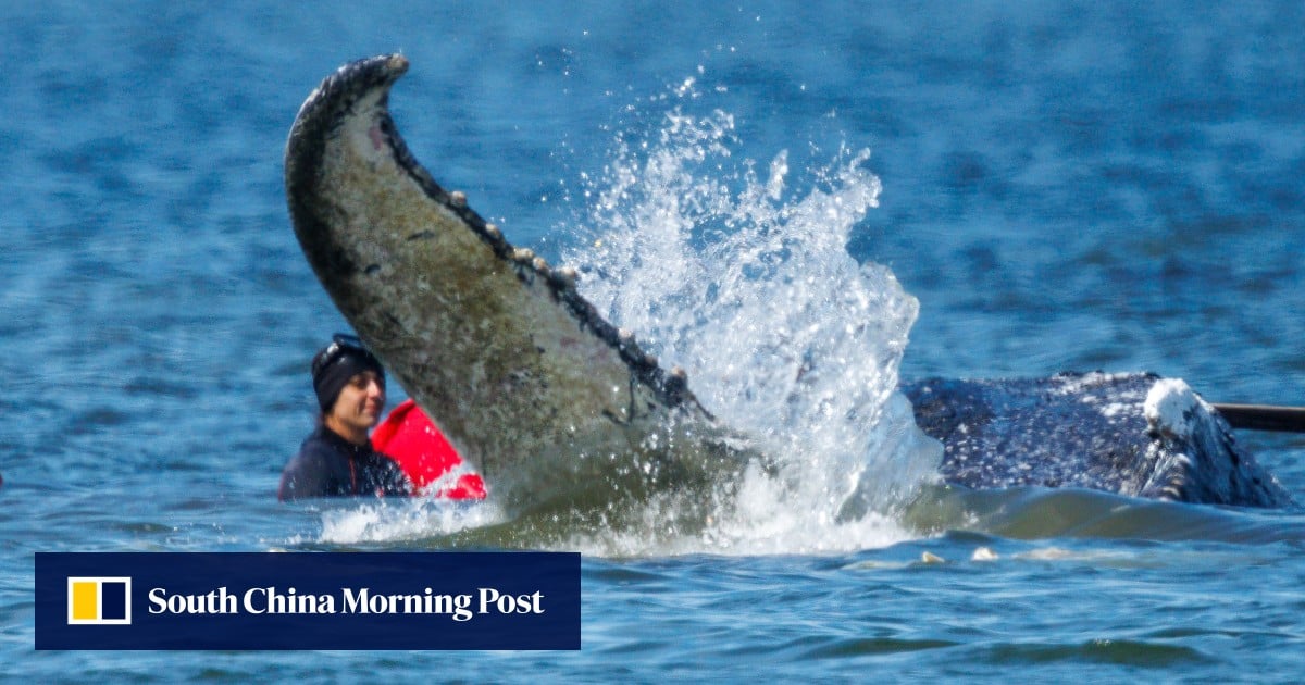 Timmy, the stranded whale that captivated Germany, found dead in Denmark
