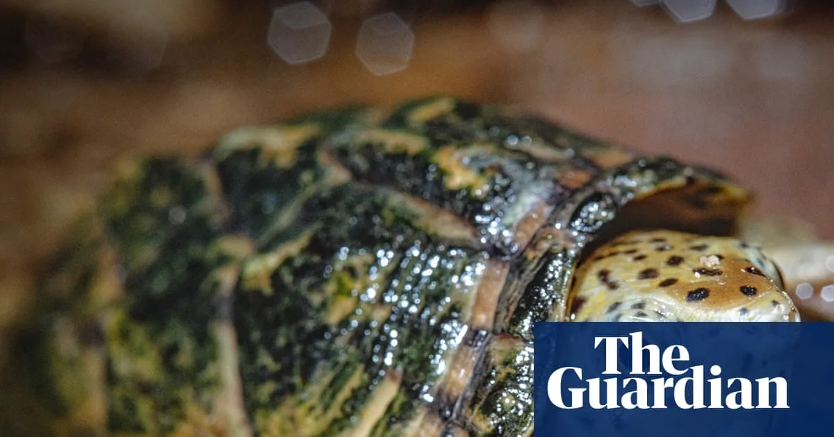 Shell-shocked: California man arrested for attempting to traffic wild turtles