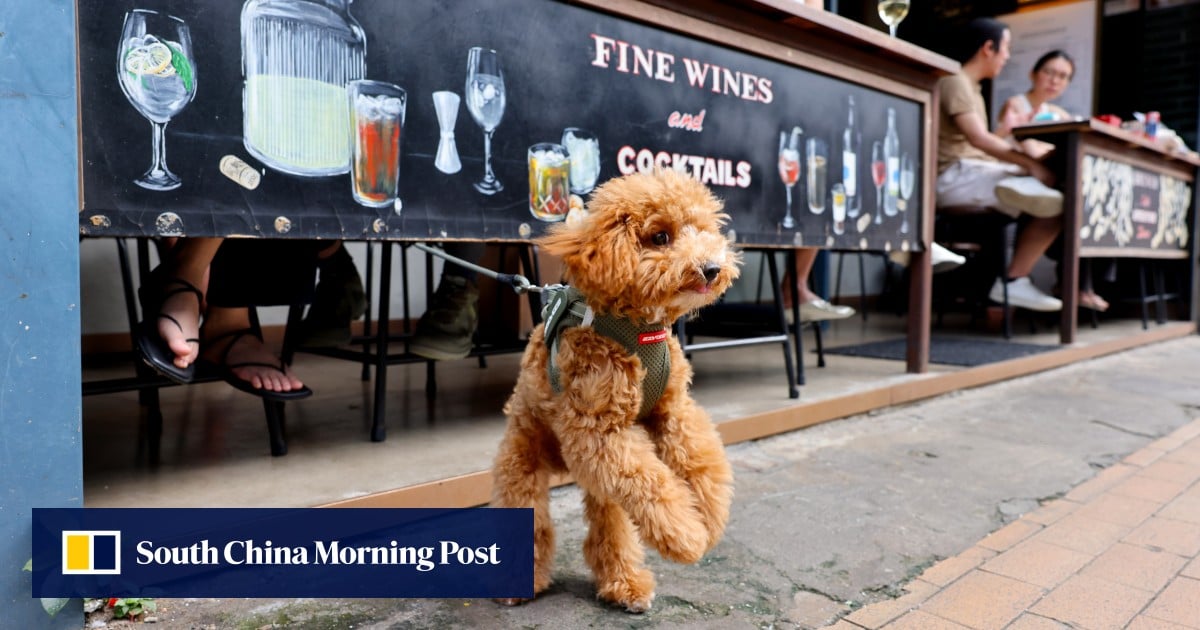 Dog-friendly restaurants will get 90 officers helping them meet license rules