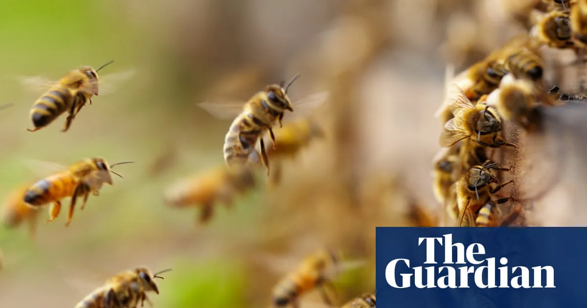 Experts sound alarm as North America’s bees start swarm season unusually early
