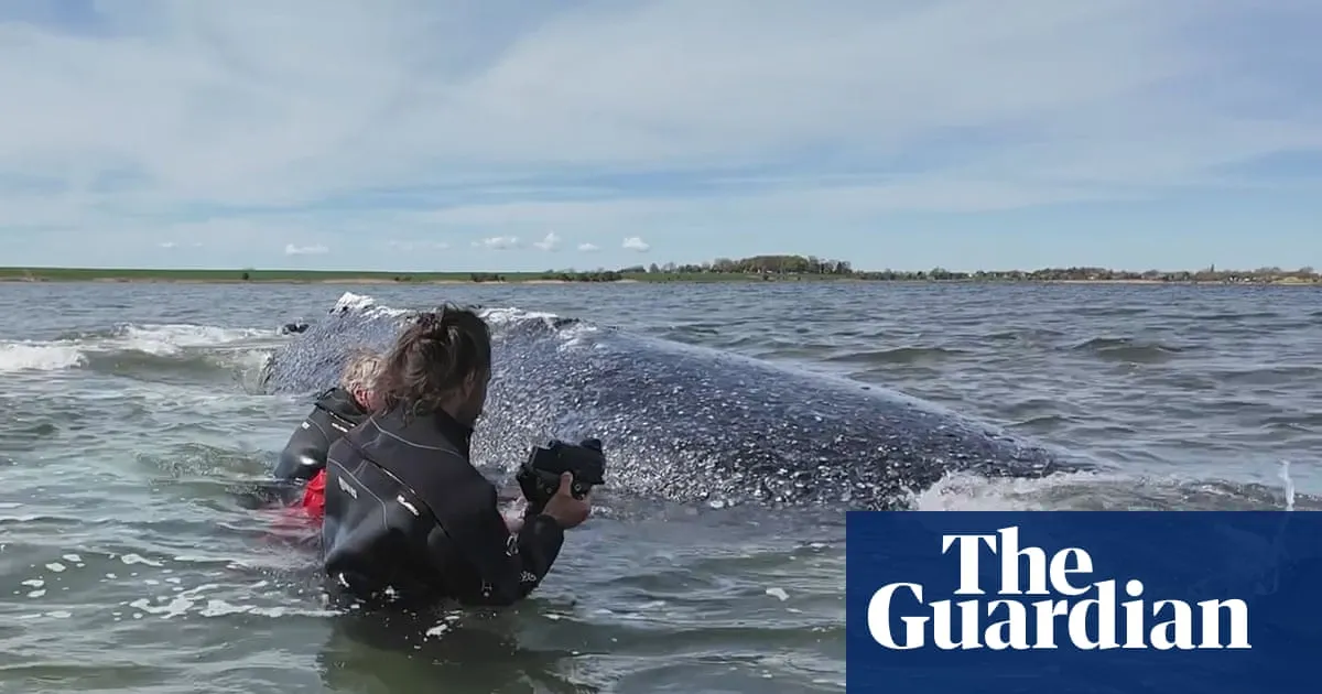 German minister defends decision to allow attempt to rescue whale Timmy