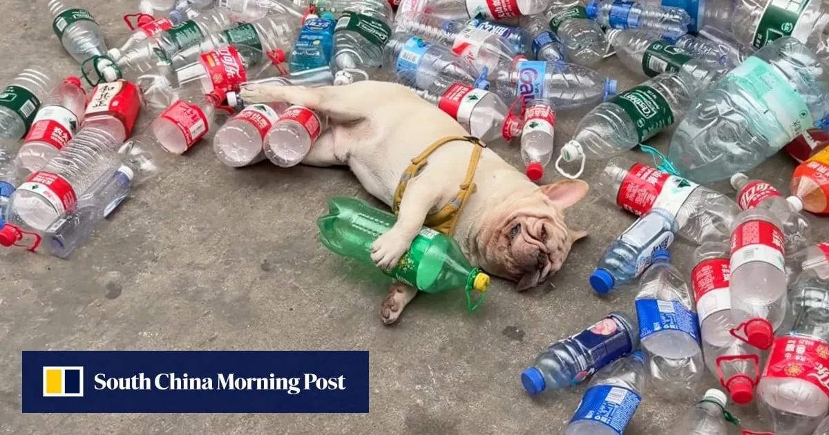 French bulldog in China known for collecting plastic bottles faces threats from animal abusers