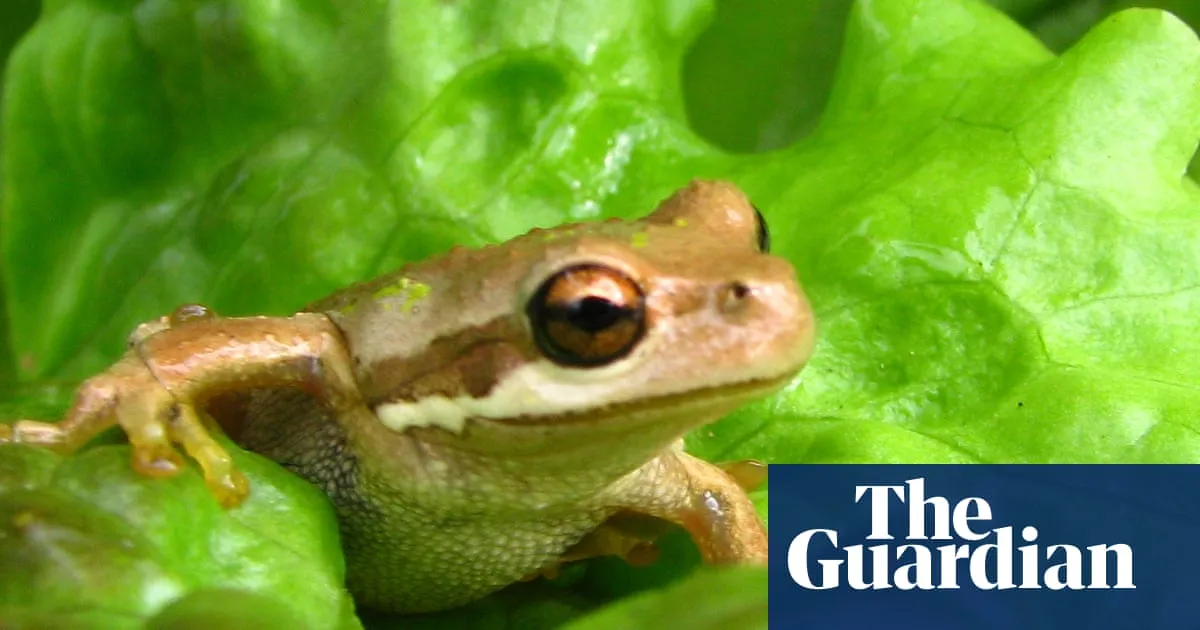 Romaine calm: live frog found in discount supermarket lettuce bag
