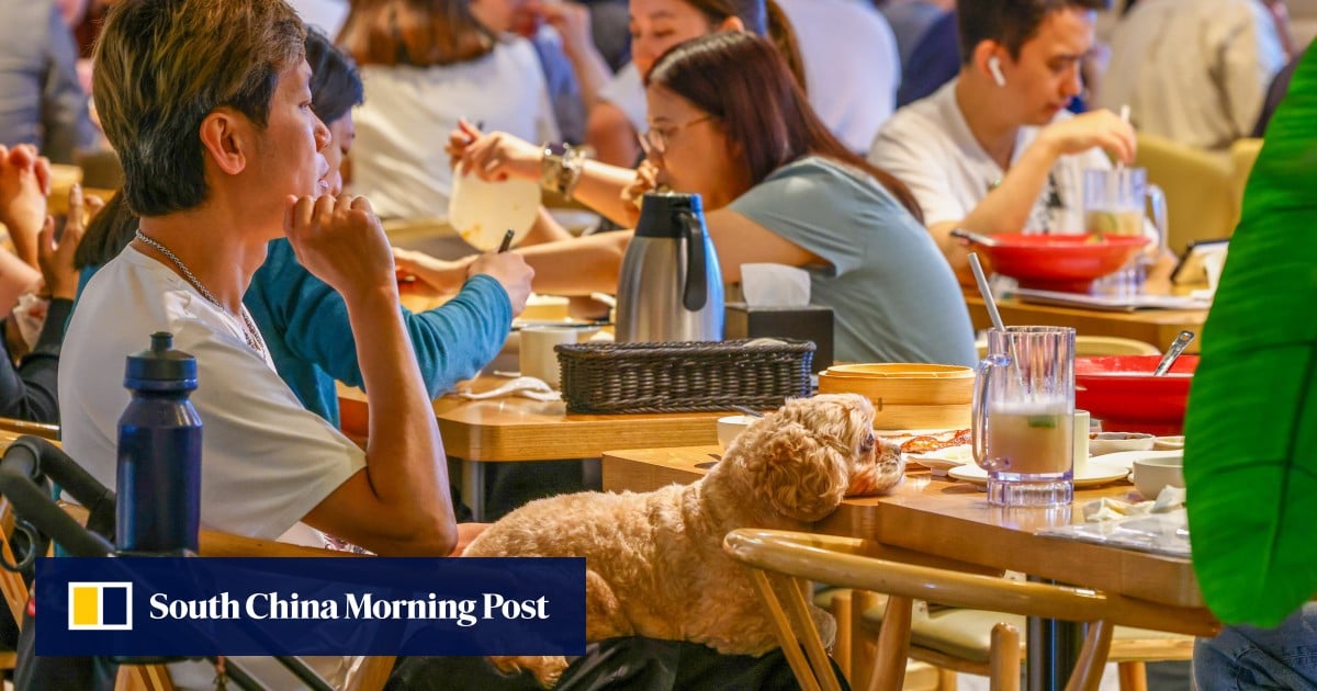 Hong Kong’s dog-friendly restaurant scheme receives 700 applications on first day