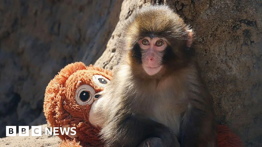 Two men arrested over stunt at enclosure of famed monkey Punch