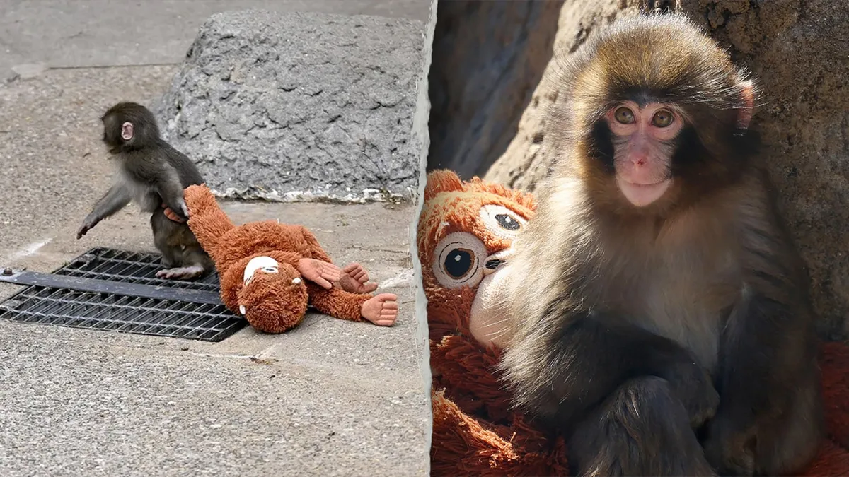 American tourists arrested in Japan after alleged break-in at viral monkey Punch’s enclosure