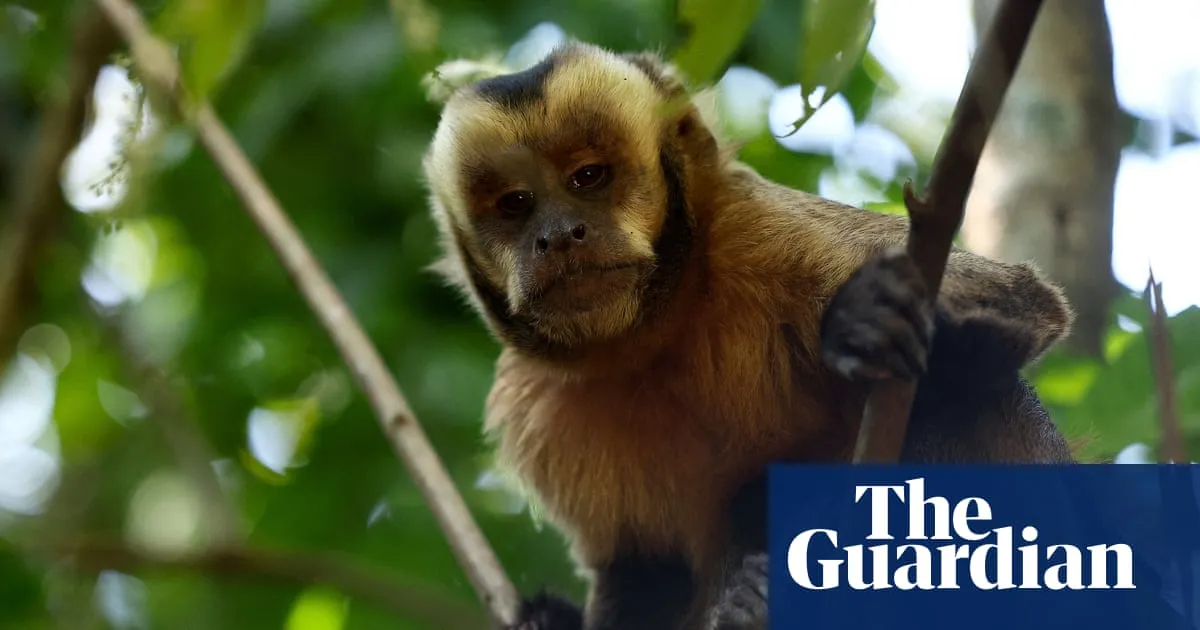 New report reveals sharp rise in online sale of primates on social media in US