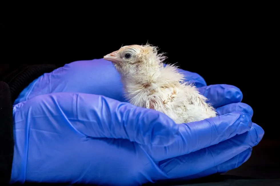 A de-extinction company has hatched live chicks from an artificial eggshell