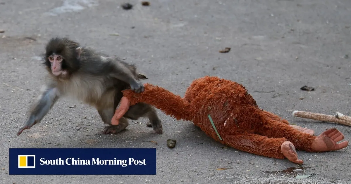 Japan zoo may ban photos near viral monkey Punch after intrusion by 2 Americans