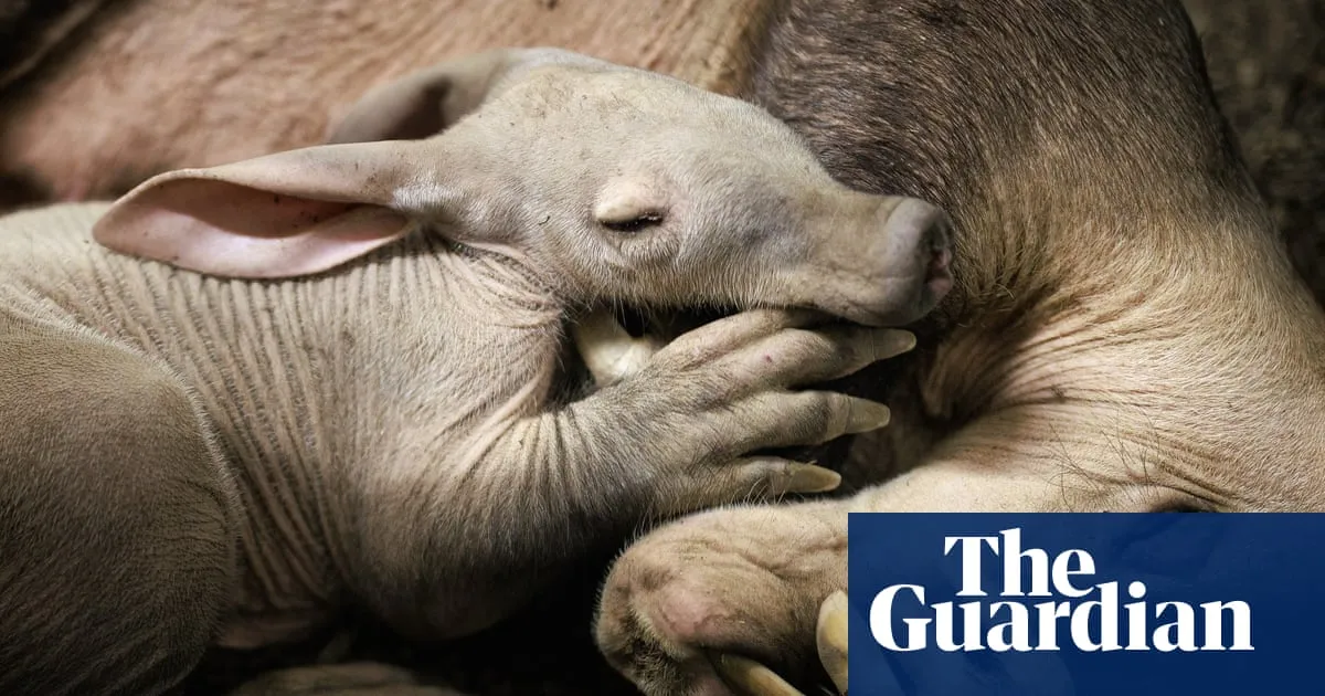 Aardvark calf born at Chester zoo is ‘doing brilliantly’ after bottle-feeding