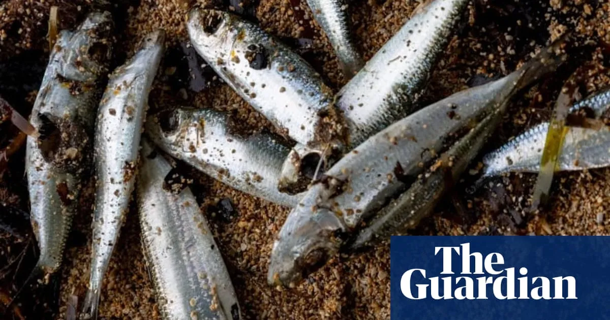 Papua New Guinea warns against fishing in New Ireland after mystery deaths of marine life