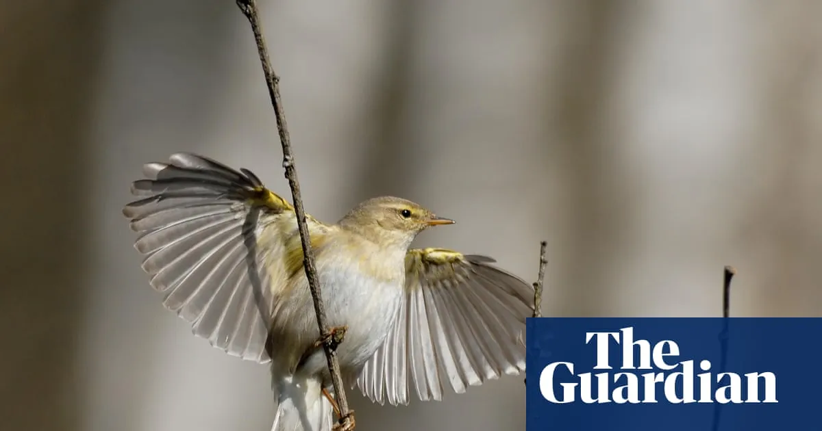 Migratory bird numbers fall in Britain despite last year’s warm spring