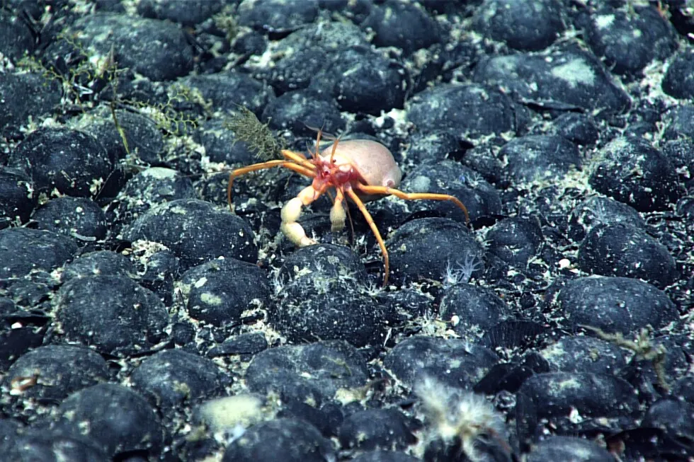 Companies join a deep-sea mining rush after Trump executive order, as regulators fast-track permits