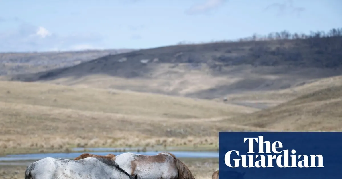 Feral horse numbers surge in Kosciuszko national park after pause in aerial culling, survey shows